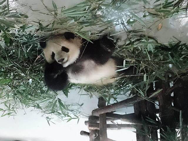 大熊猫月亮产房