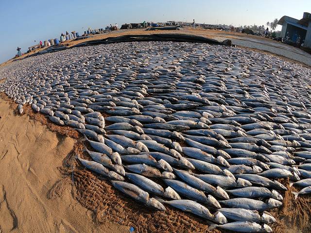 尼甘布中心鱼市场