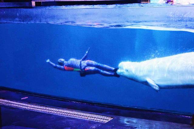 极地探险-白鲸剧场