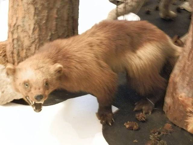 阿穆尔地区博物馆