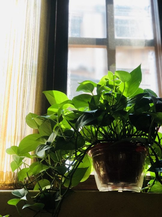 小吊梨汤(和平里店)