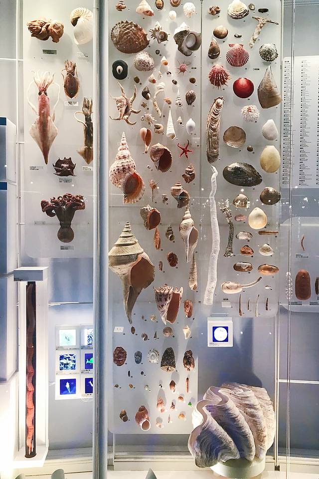 国立科学博物馆