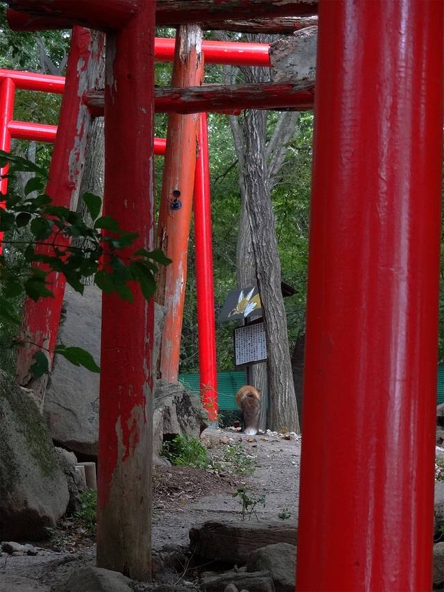 宫城藏王狐狸村