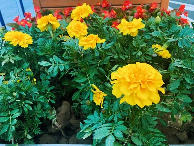 吉林市满族博物馆