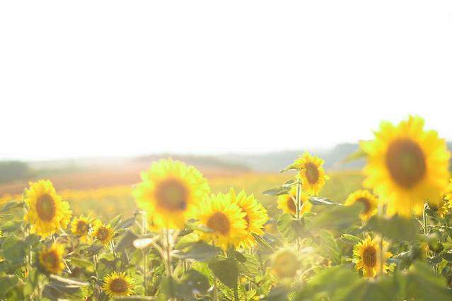 Shinei Hills Prospect Park