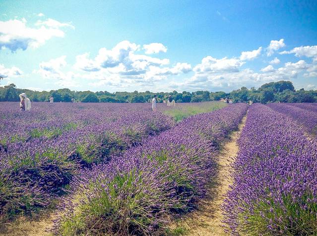 梅菲尔德薰衣草农场