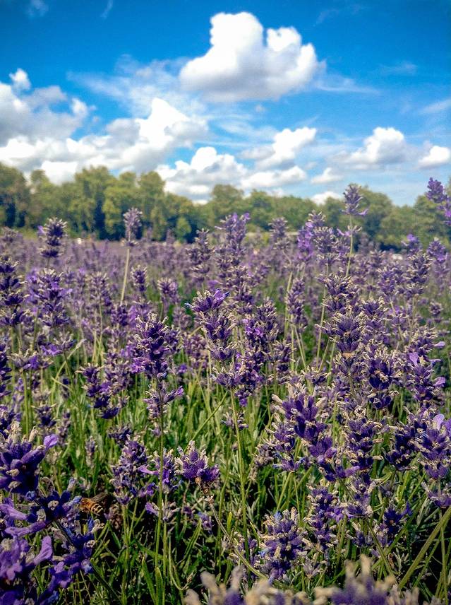 梅菲尔德薰衣草农场