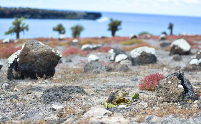 加拉帕戈斯国家公园