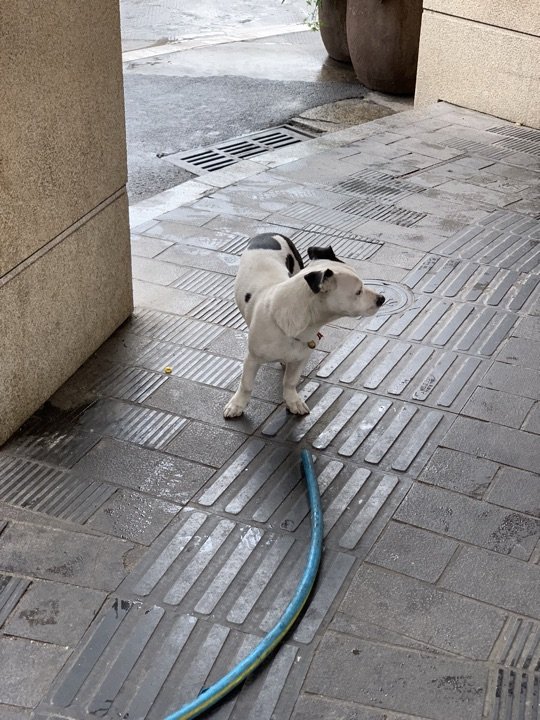 1980烧肉粽（厦禾路店）