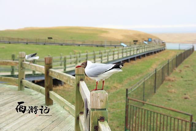 青海湖国家级自然保护区鸬鹚岛
