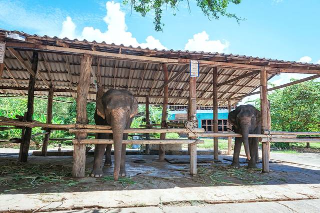 Thom's拜县大象营