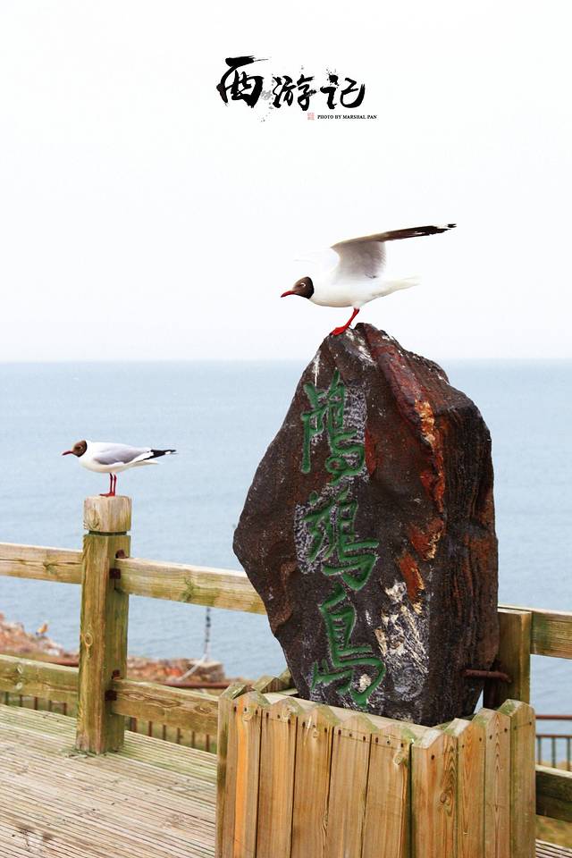 青海湖国家级自然保护区鸬鹚岛