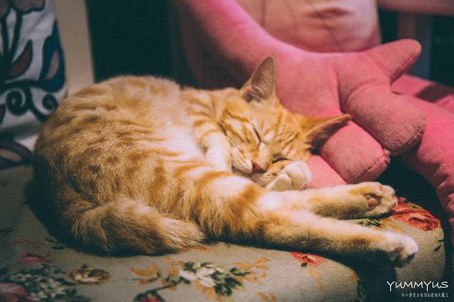 大王油茶(磁器口店)