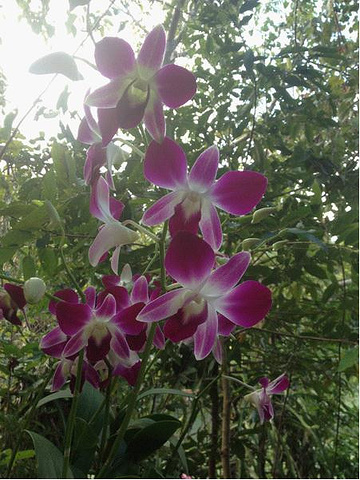 2017中午在香山咖啡馆吃的饭简直坑爹啊,是在