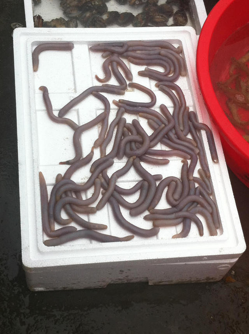 海蚯蚓,好恶心的感觉,居然还有人吃