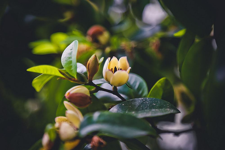 "甫一走进古村，便闻得一股香味，原来是含笑花开~古村人家的门，都是一道风景。最后一站——寺平古村_寺平古村"的评论图片