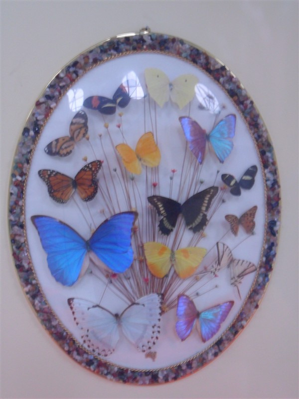 西北农林科技大学昆虫博物馆