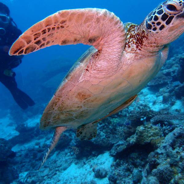 晴天 地点:平台 诗巴丹 主题:诗巴丹三潜 隆头鹦哥 绿海龟 鲨鱼 海狼