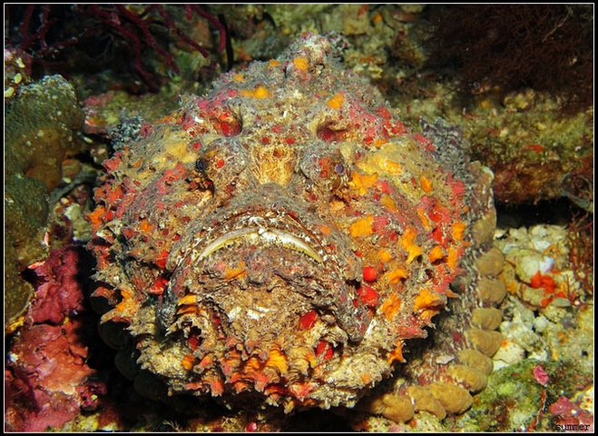 暗礁石头鱼 reef stonefish总共发现了三条石头鱼,不知道是不是一家子