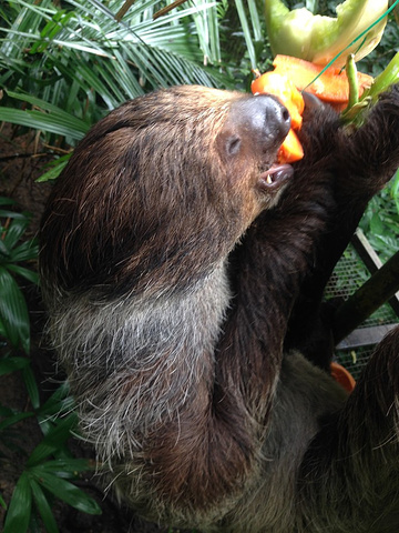 新加坡动物园是坐落在保护区中哈所以除了动物以外还有优美的景色鳄鱼