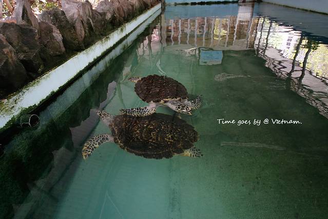 芽庄国家海洋博物馆