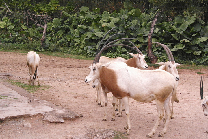 大马戏真的非常精彩_长隆野生动物世界评论 -