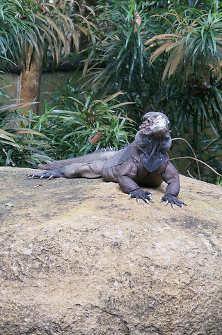 新加坡动物园是坐落在保护区中哈所以除了动物以外还有优美的景色鳄鱼