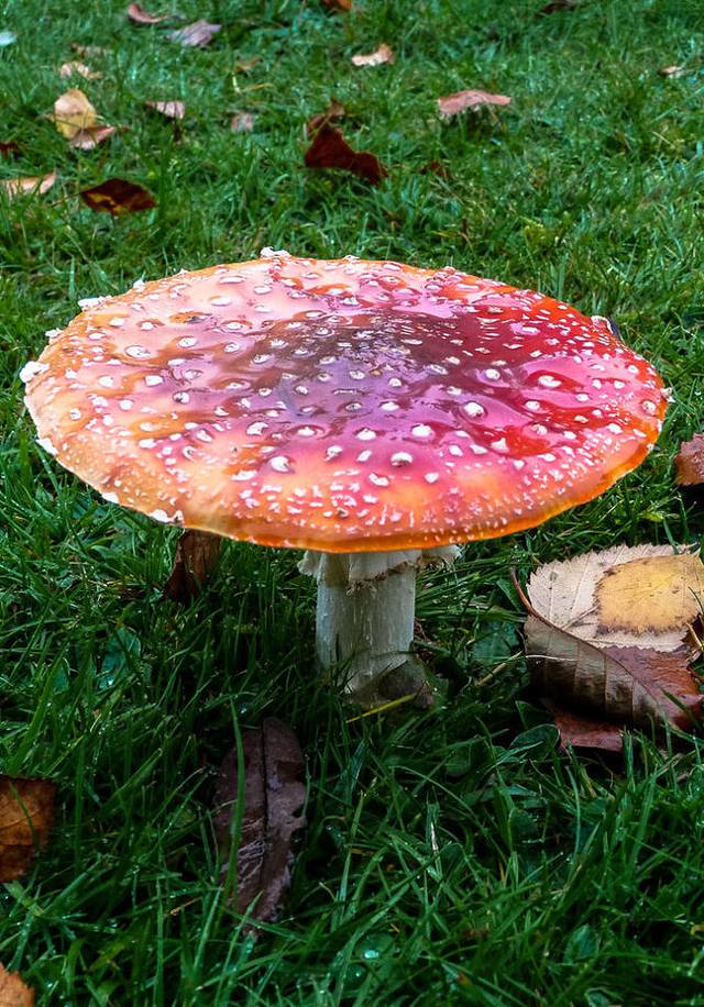 自驾在德国&奥地利&捷克的16天