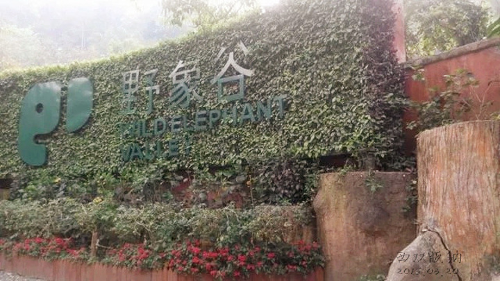 "感觉还是走栈道更好，百鸟园什么都没有，就是几只鹦鹉拍照糊弄事。可以选择坐缆车或者走栈道。大象表演_野象谷"的评论图片