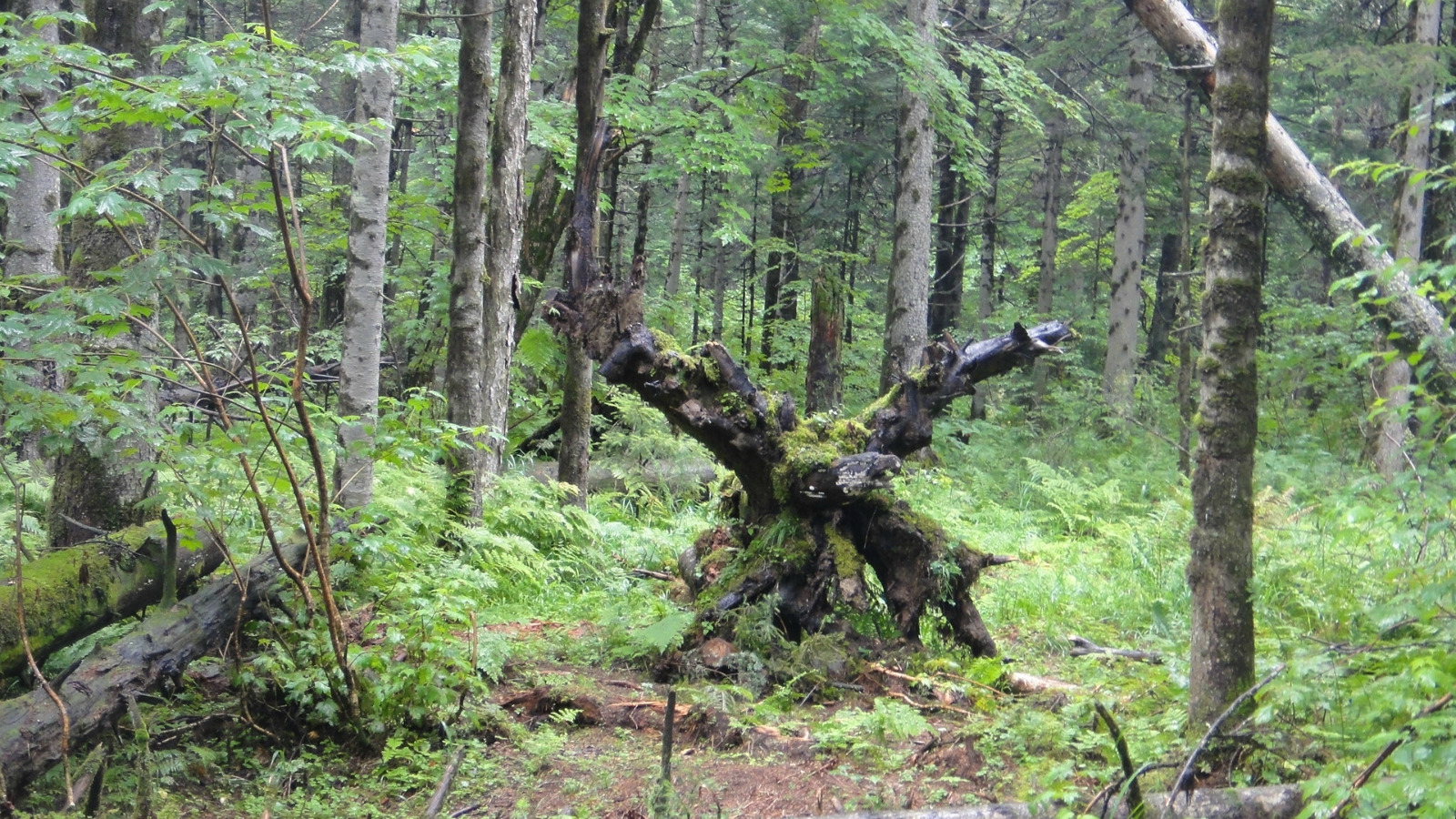 地下森林是国家级自然保护区,又称"火山口原始森林",位于镜泊湖西北约