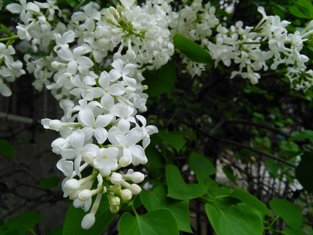 四月，去焦作青天河景区做“花痴”