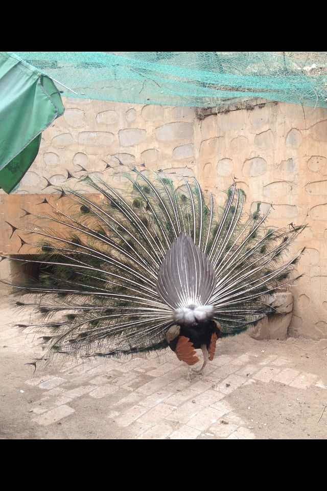 宇文农家乐山庄