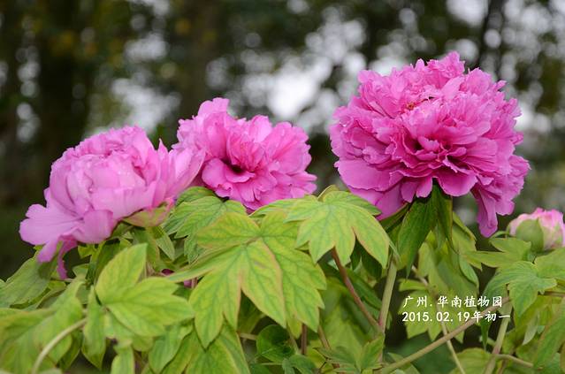 中国科学院华南国家植物园