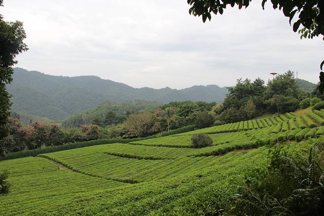 梅县雁南飞茶田景区