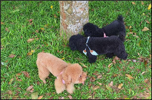 湛江南亚热带植物园