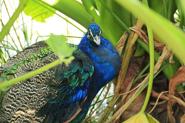 南沙水鸟世界生态公园