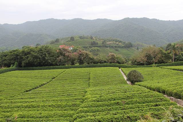 梅县雁南飞茶田景区