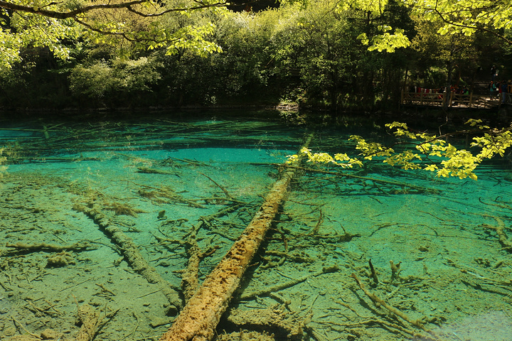 词语已经无法形容她的美丽了太美丽了秋天会不会更加的美丽呢九寨沟的