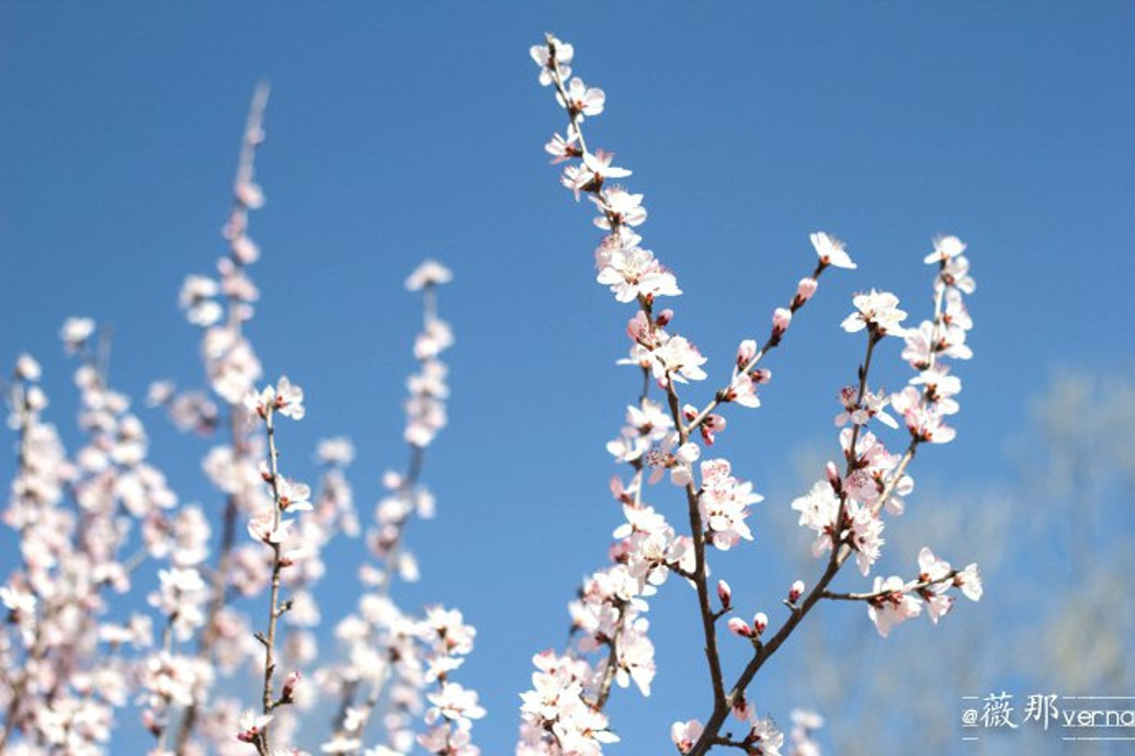 阳春三月，奥森桃花烂漫