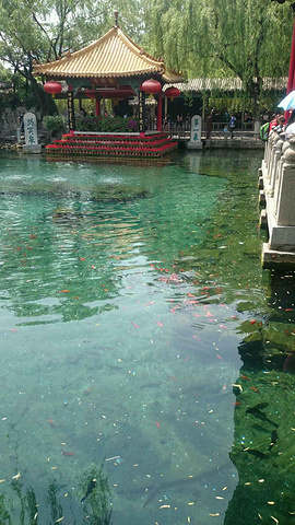 趵突泉真的是不错,水很清,多个小泉,还有一个泉里养着海豹,很可爱.