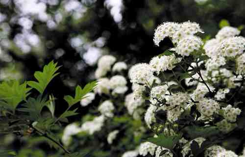 九龙川自然保护区