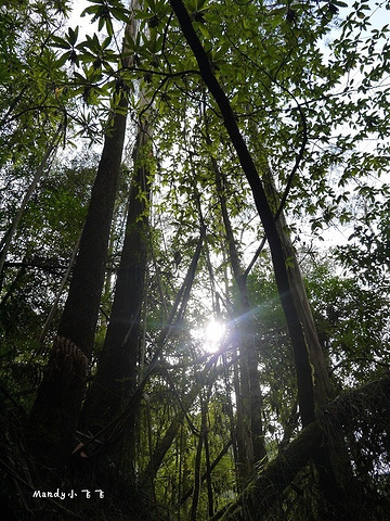 "从下面看(lower view)会比较好。原生态的环境，随处都是这样的蘑菇，阳光下很耀眼_厄斯金瀑布"的评论图片