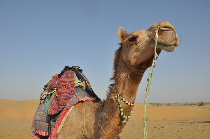 骑得这匹骆驼才5岁还是个小孩特别喜欢跑而且骆驼跑起来是顺拐得真的