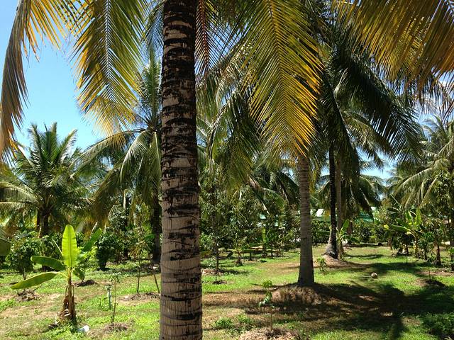 泰国热带水果园