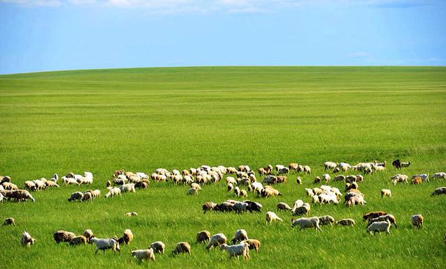 呼伦贝尔大草原