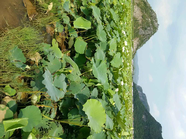 20177月的普者黑,荷花簇簇,水波滟滟。美!_普