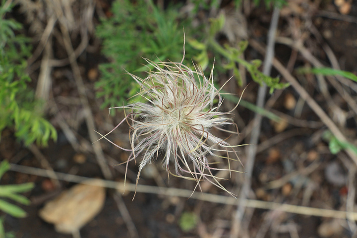 张牙舞爪型双宿双飞不知名的奇怪植物美腻这片儿蒲公英繁华到令你吃惊