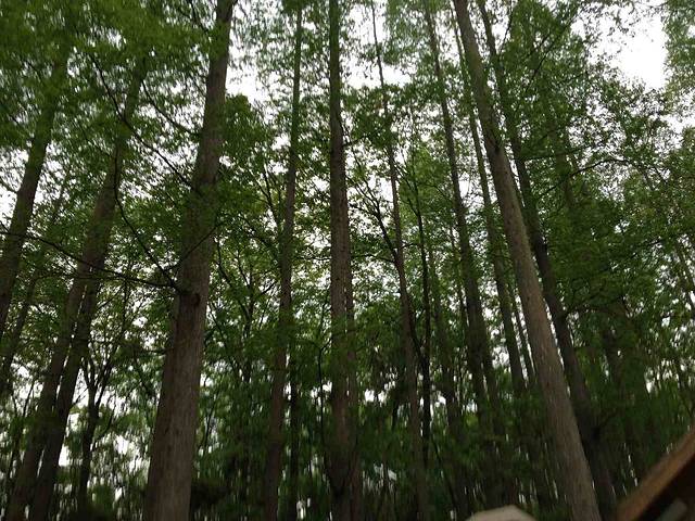 牛头山国家森林公园