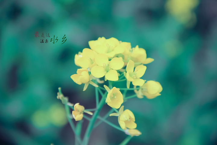 2017只是正如迅哥和闰土后来的生疏一般_鲁迅