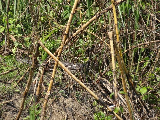 河对面丛林里的大蟒蛇,还在游走.